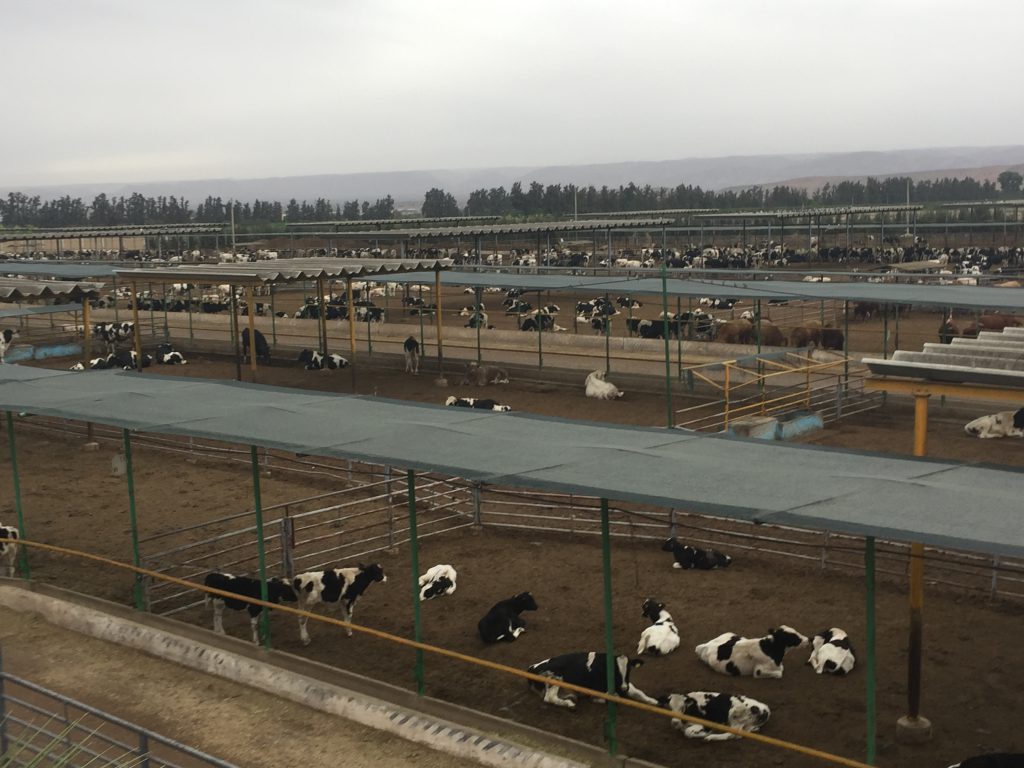 Some of the 7,000 cattle on the Copag feedlot