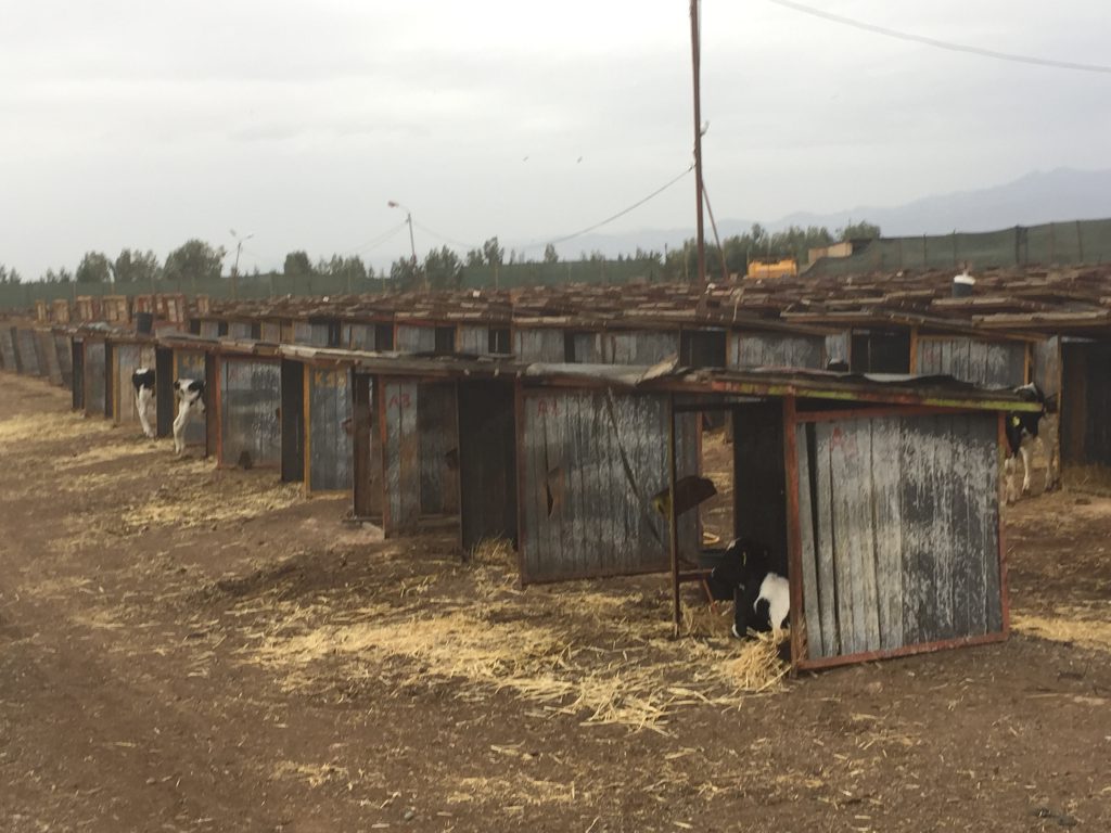 Calf hutches on the feedlot