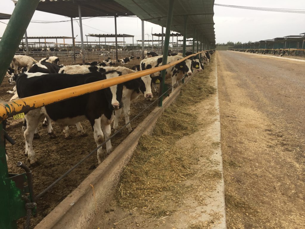 six-to-eight month Holstein steers on the feedlot