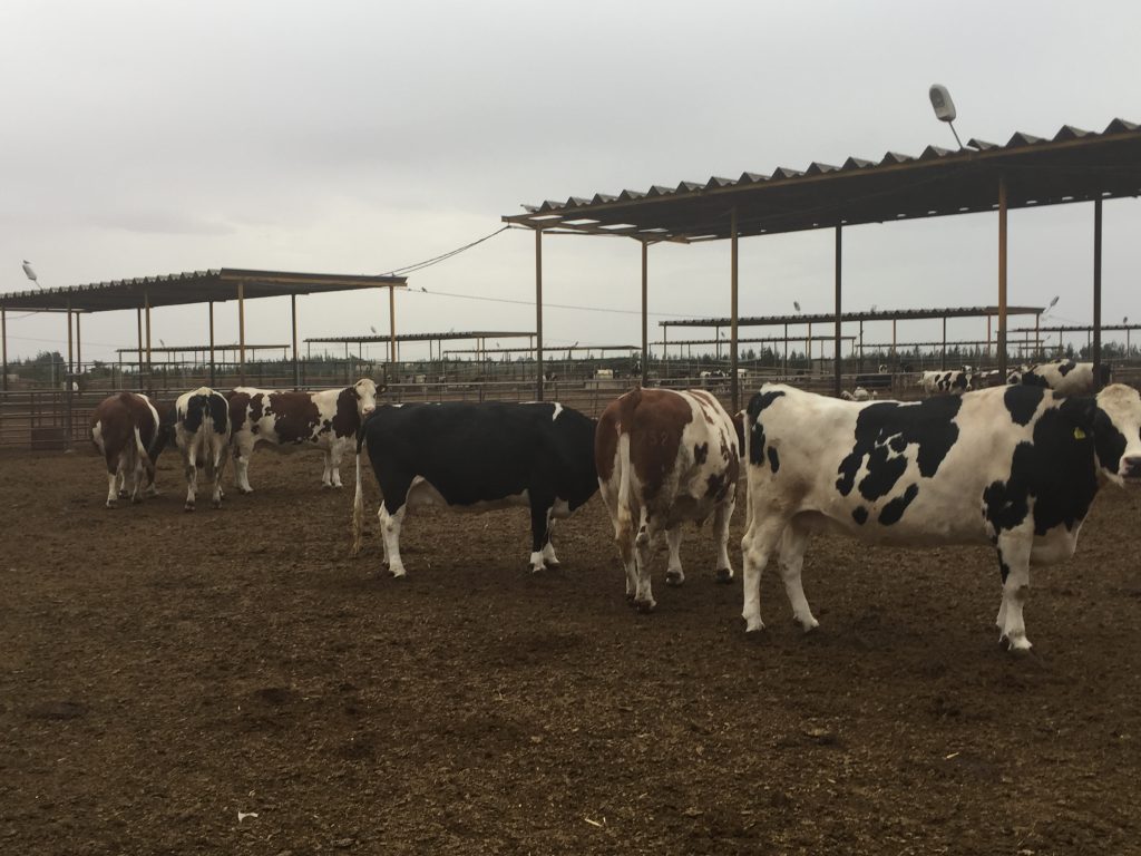 Replacement heifers beginning to spring up on the feedlot