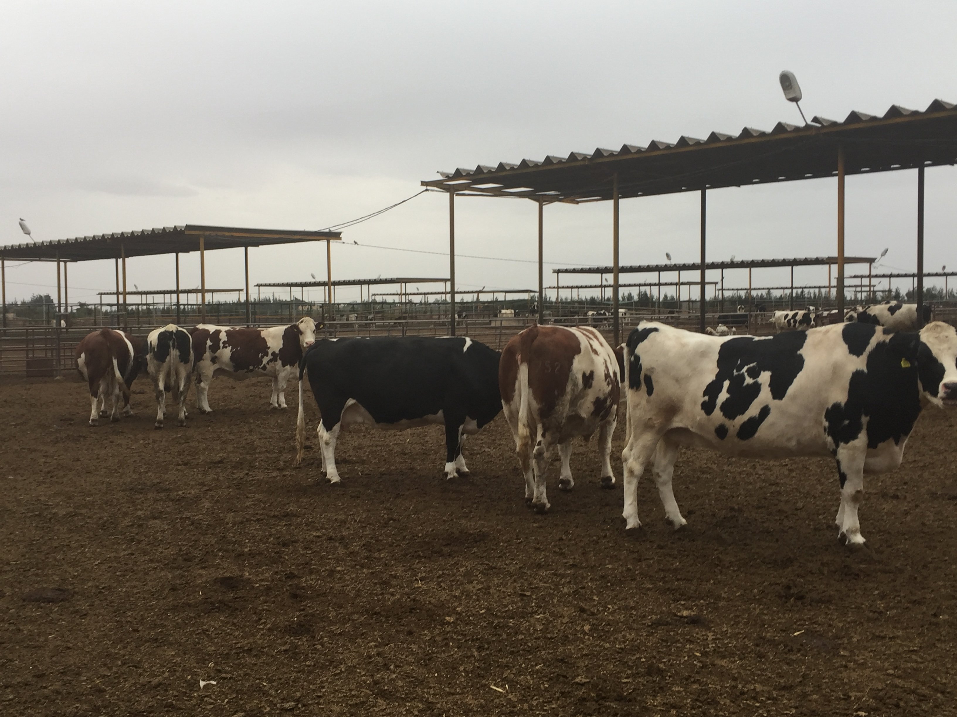 Replacement heifers beginning to spring up on the feedlot