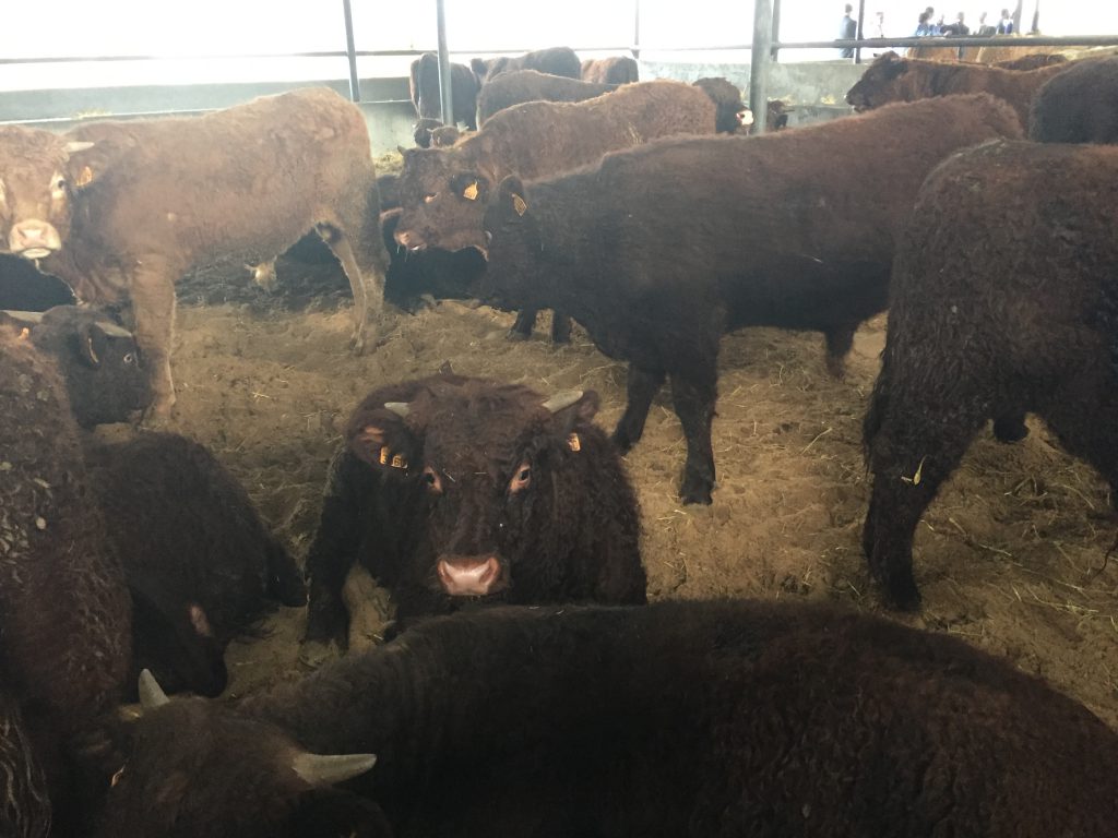 Saler bulls weighing 300kg