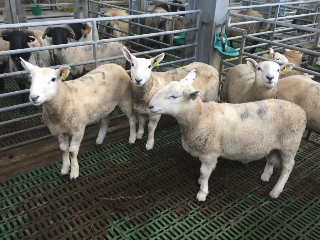Cheviot ram lambs