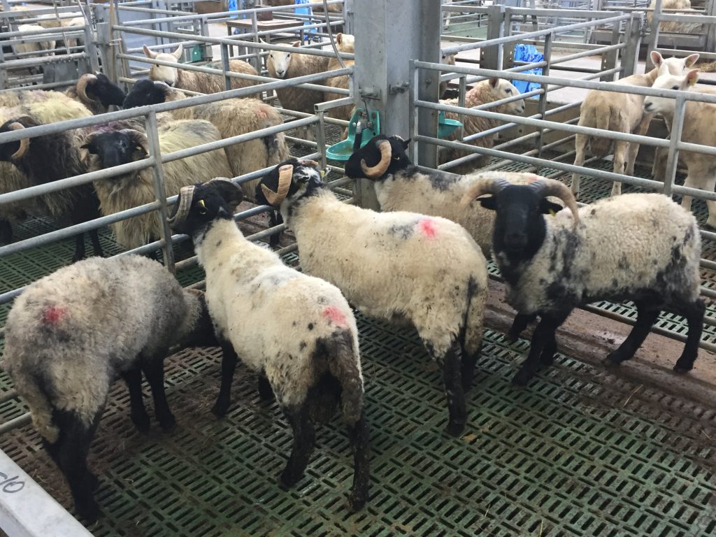 Connemara-Mayo type lambs