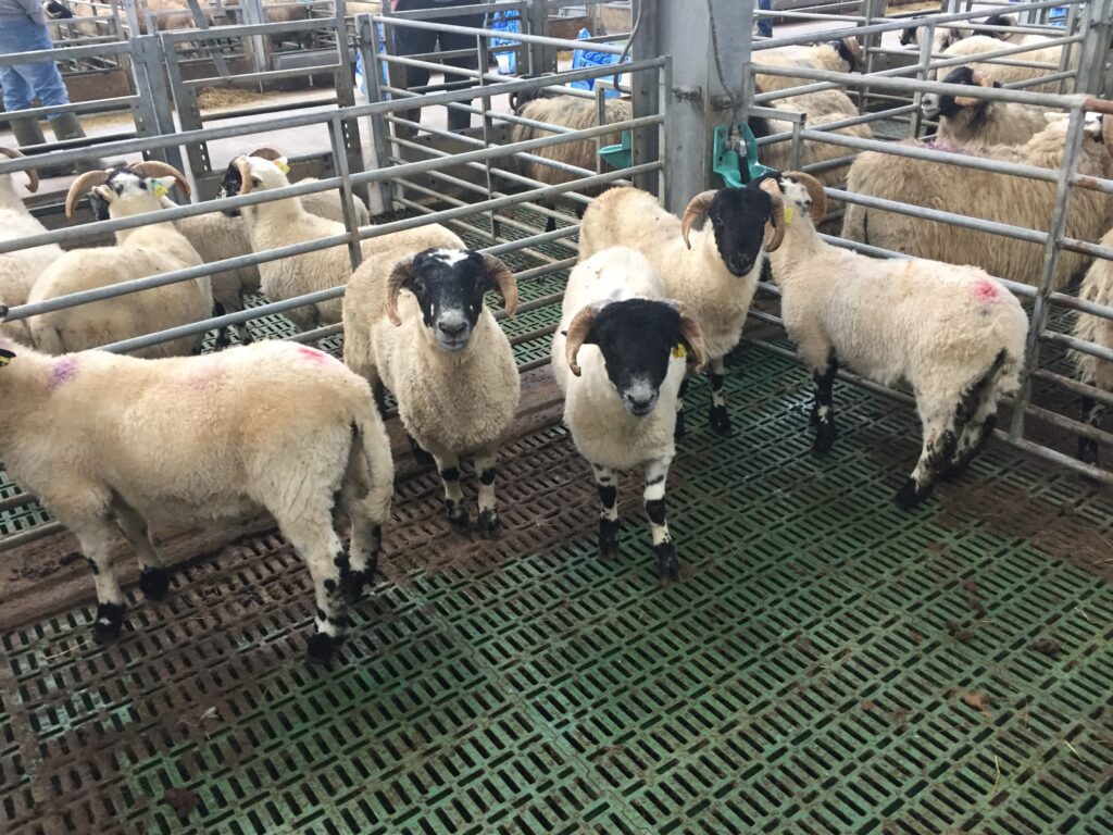 Perth type ram lambs being finished intensively