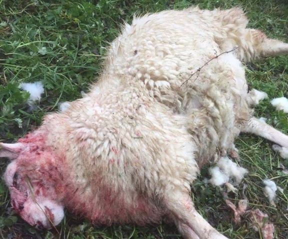 One of the lambs killed in the dog attack