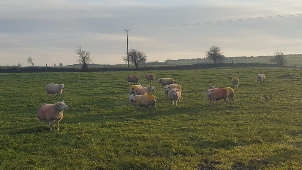 Some of the Horseleap Texel flock which have been running with the ram since early September