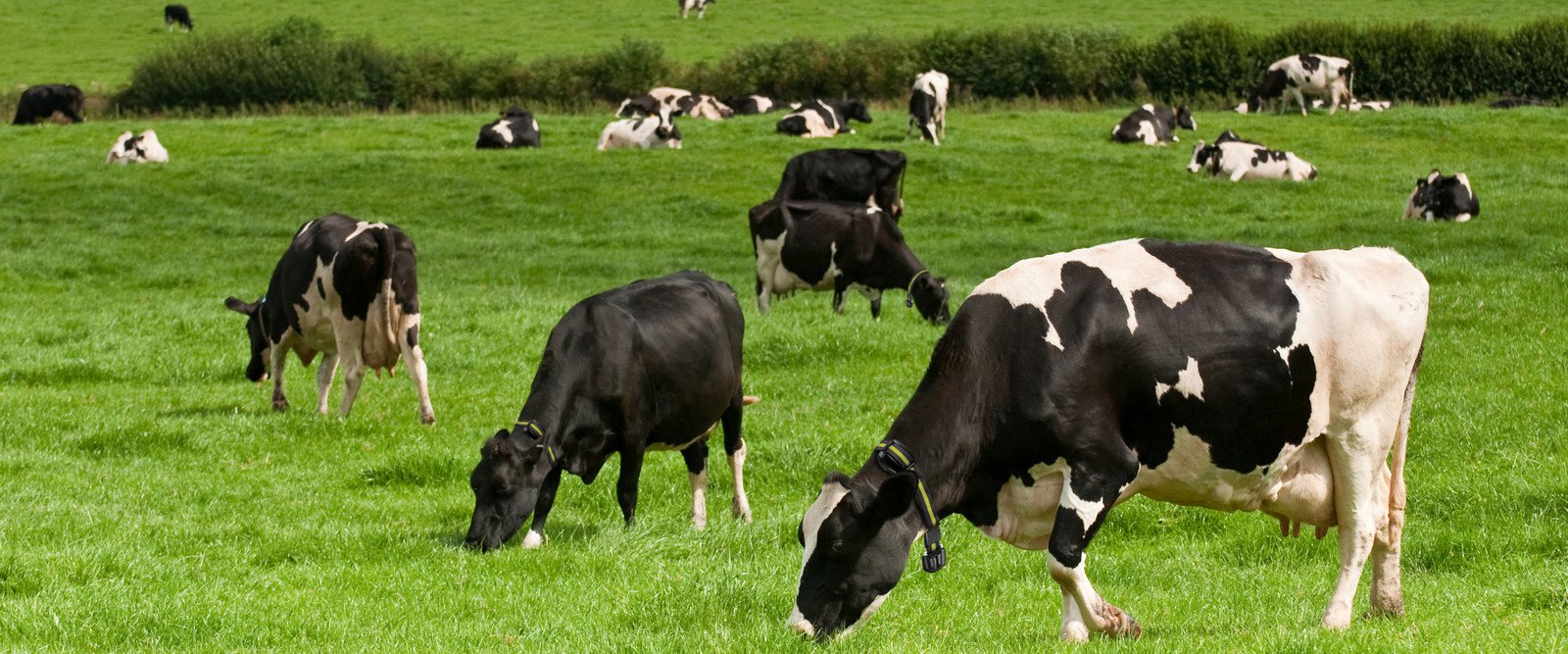 Source: Efficient Farming Solutions