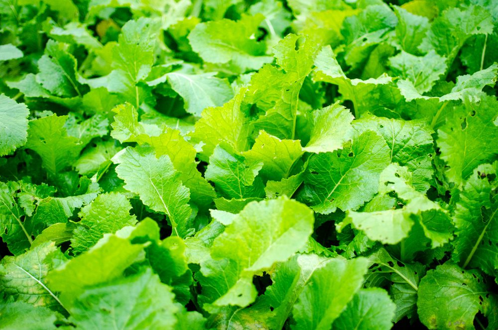 Three varieties of stubble turnip have been grown this year