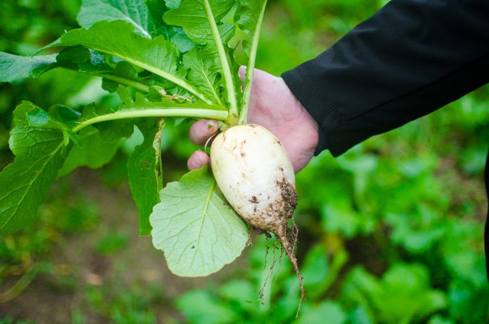 Stubble turnips grown on the Sunderland’s farm