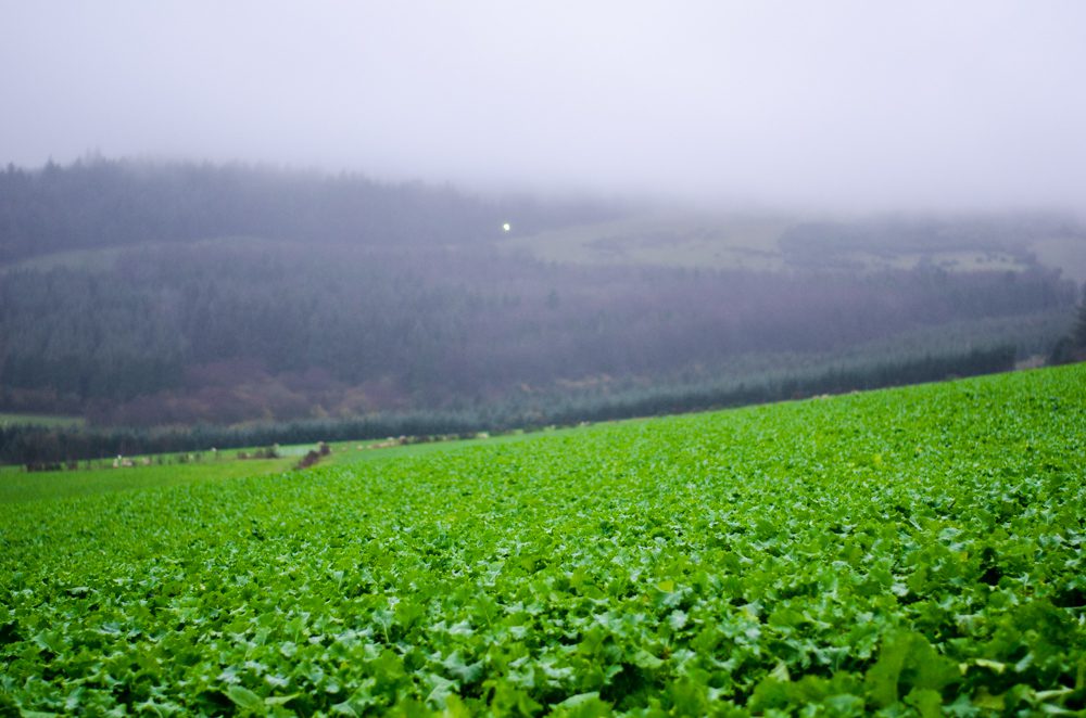 The GLAS forage crop mixture has a yield of approximately 4.5t/ha