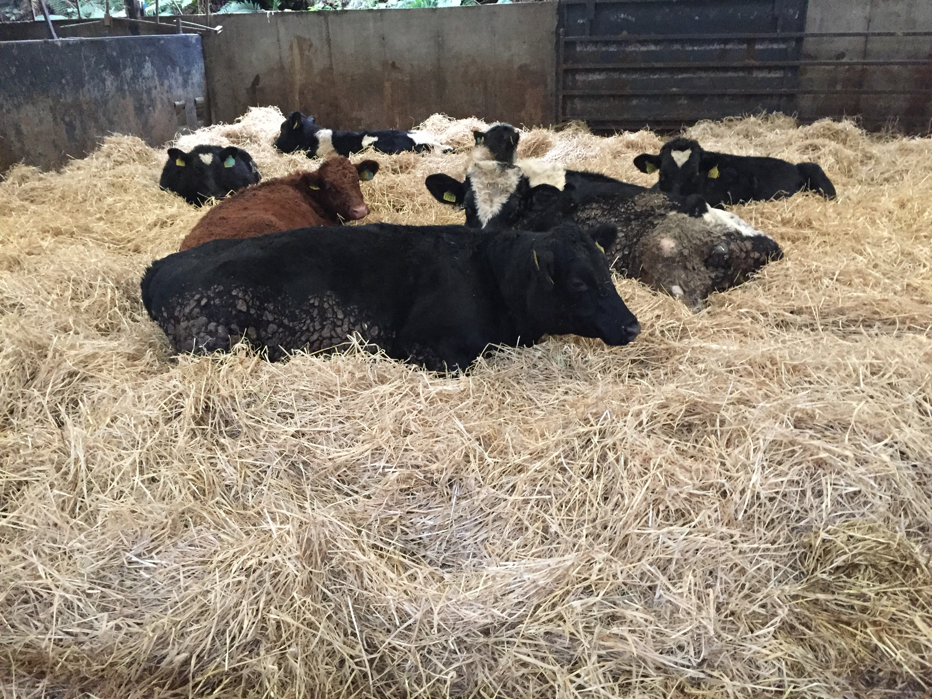 Calves which fail to sell are finished on farm