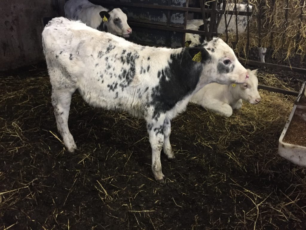 Belgian Blue calves bedded with peat