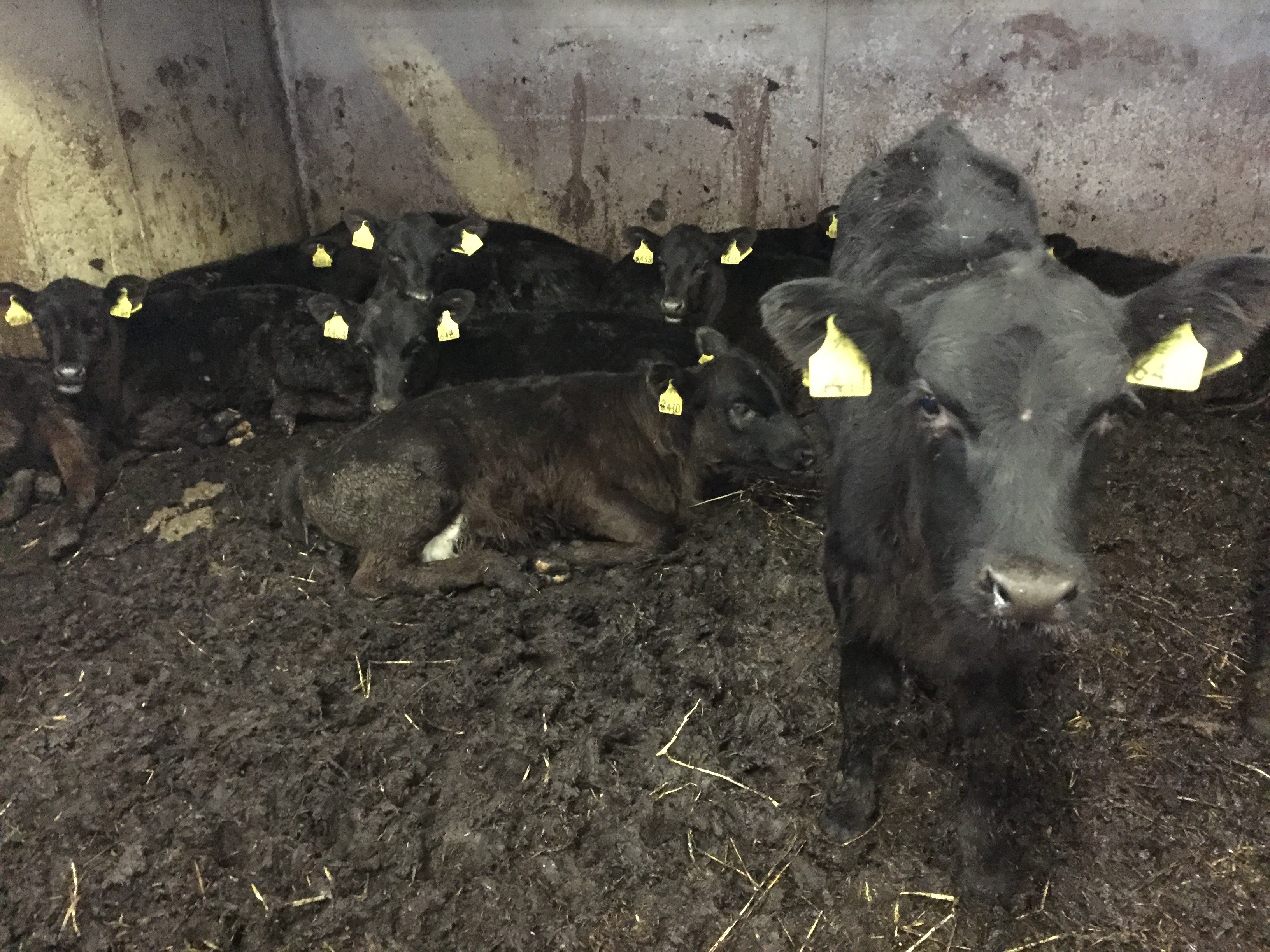Angus calves on a peat-bedded floor