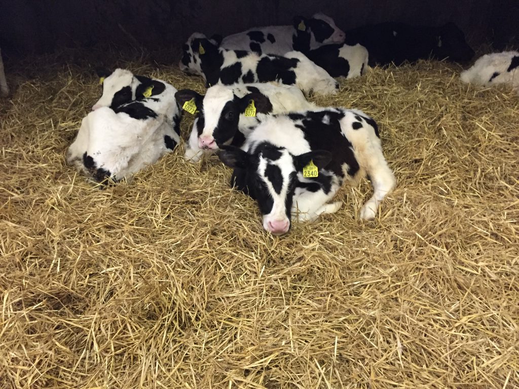 Some of the Holstein Friesian bull calves on show at the open day