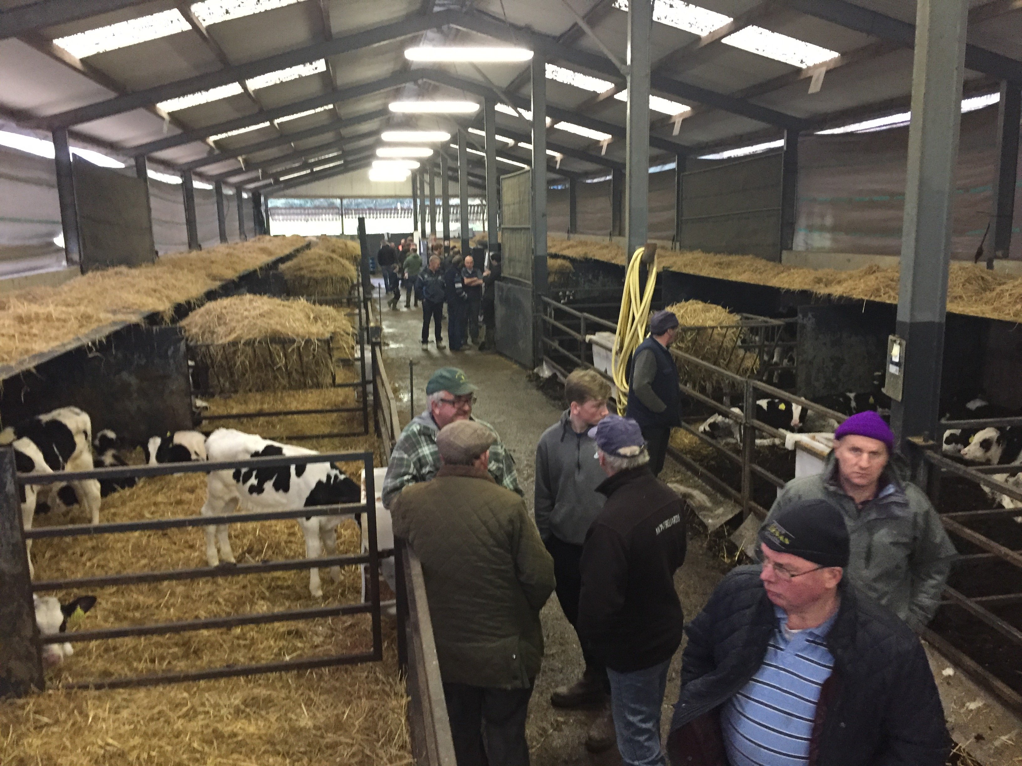Farmers keen to get a closer look at the Wicklow Calf Company’s calves