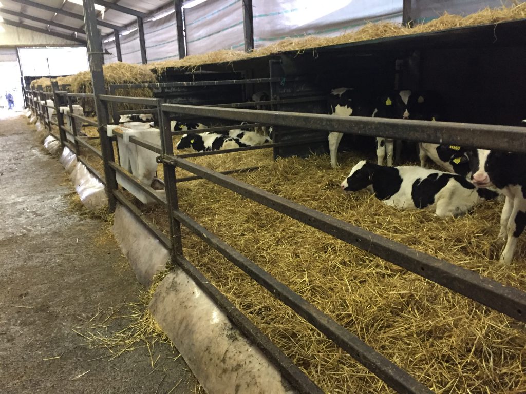 Calves laying happily under the shelter, while wind breakers can also be seen in the background
