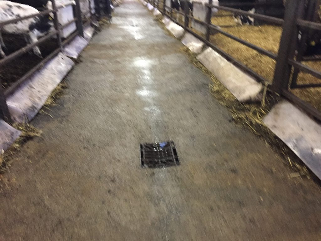 The drainage system in the Wicklow Calf Company shed