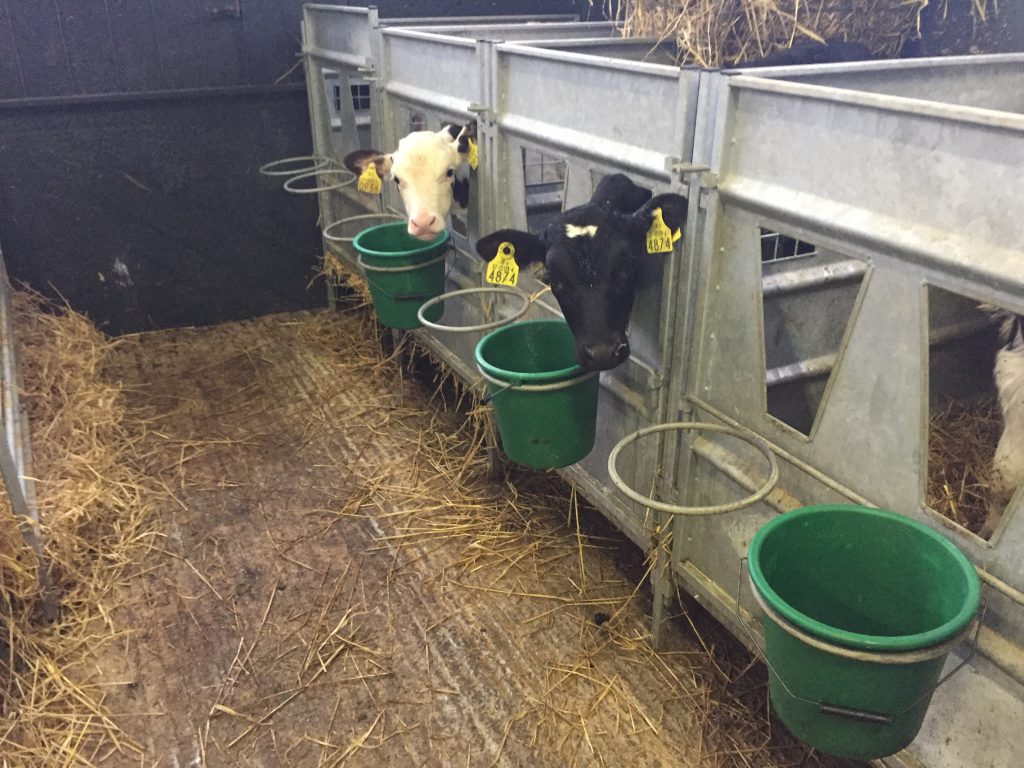 Young calves in the care area in the calf shed