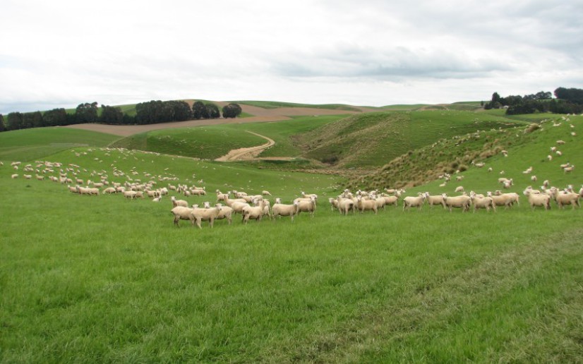 Copper Road Farm Source: PGG Wrightson Estate