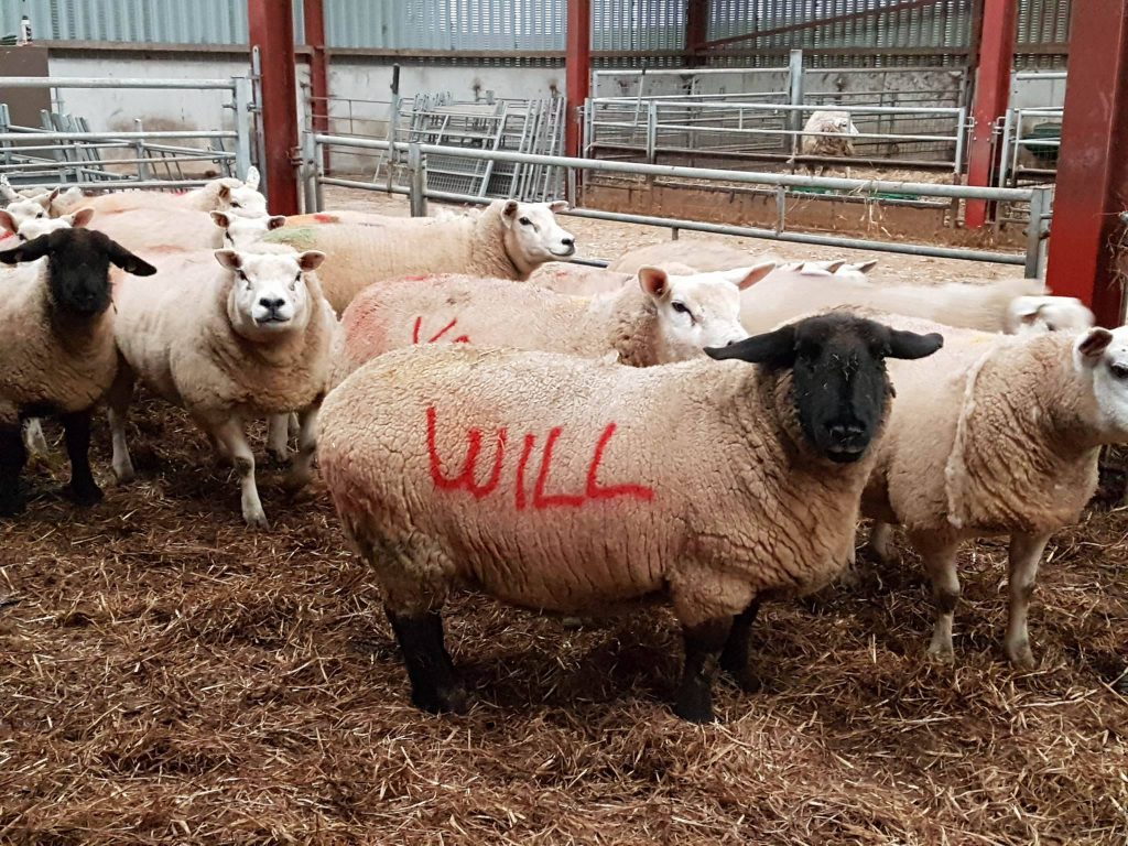 Farming themed wedding proposal.