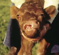 A calf born with a cleft lip and nostril Source: ICBF