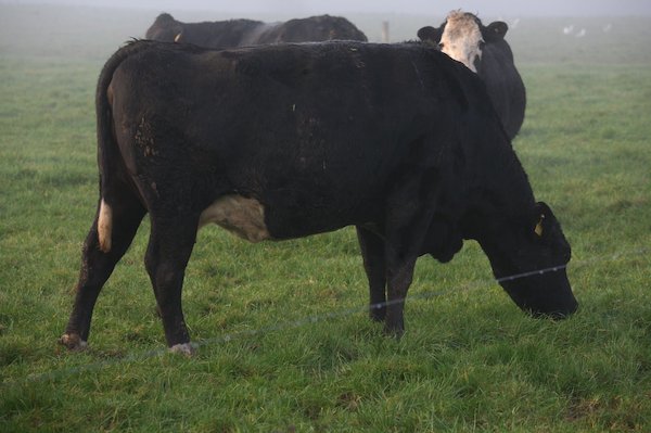 Ballinvoher Farm suckler herd