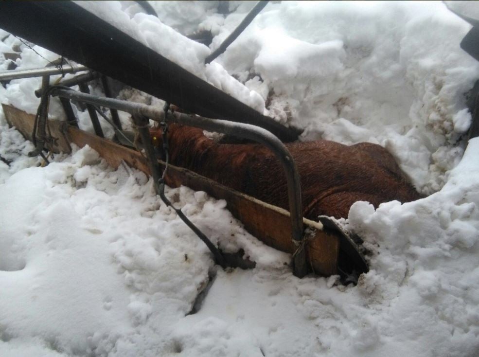 Source: Coldiretti (Twitter)