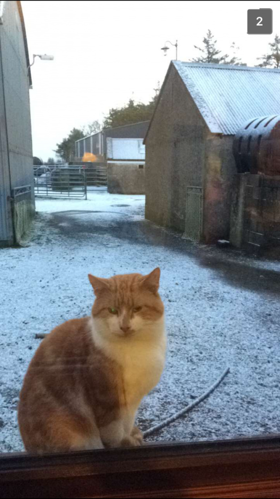 This feline doesn’t look like it’s enjoying the snow.