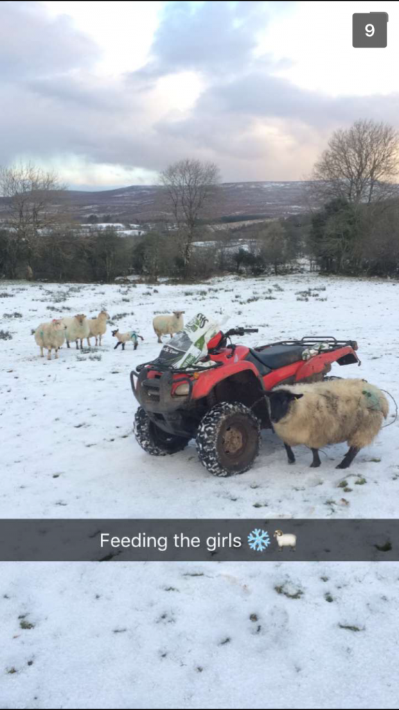 Newborn lambs getting their first taste of snow.