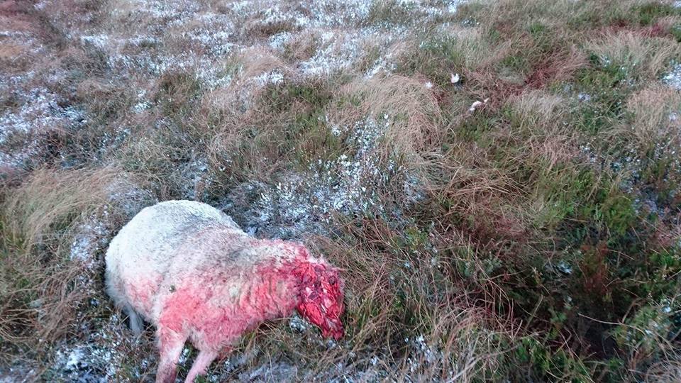 Source: Wicklow Uplands Council