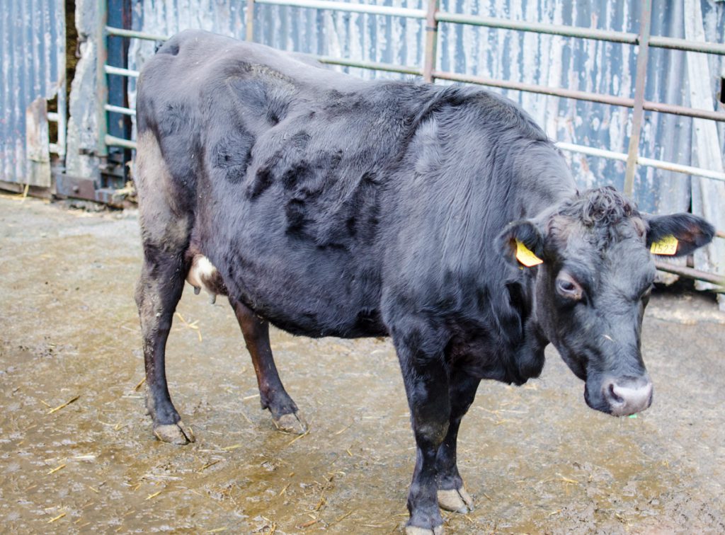 A crossbred heifer on the point of calving