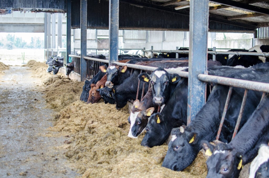 The crossbred cows on Hughes’ farm