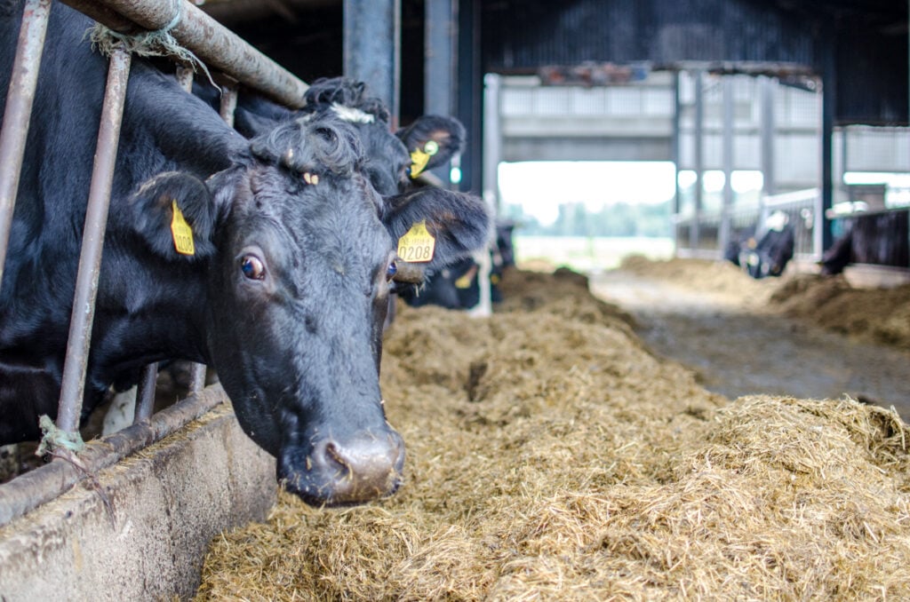 70% of the crossbred cows will calve in just three weeks