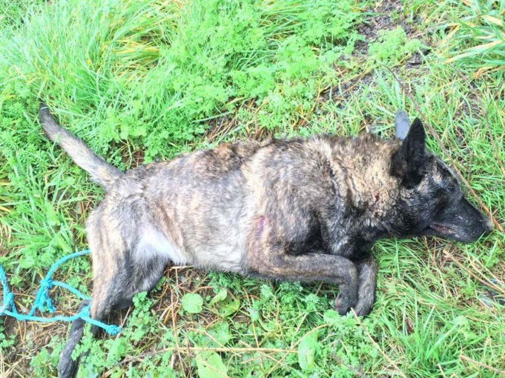 The dog responsible for killing over 50 sheep in Co. Wexford