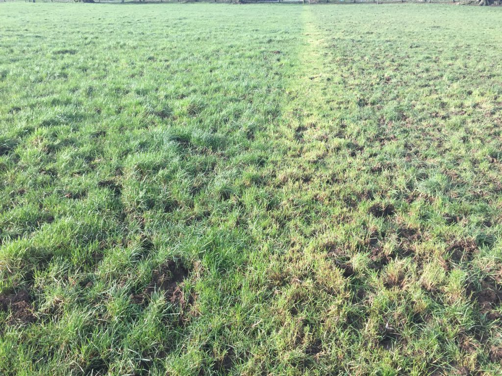 A grazed paddock showing signs of regrowth on the Magan’s farm