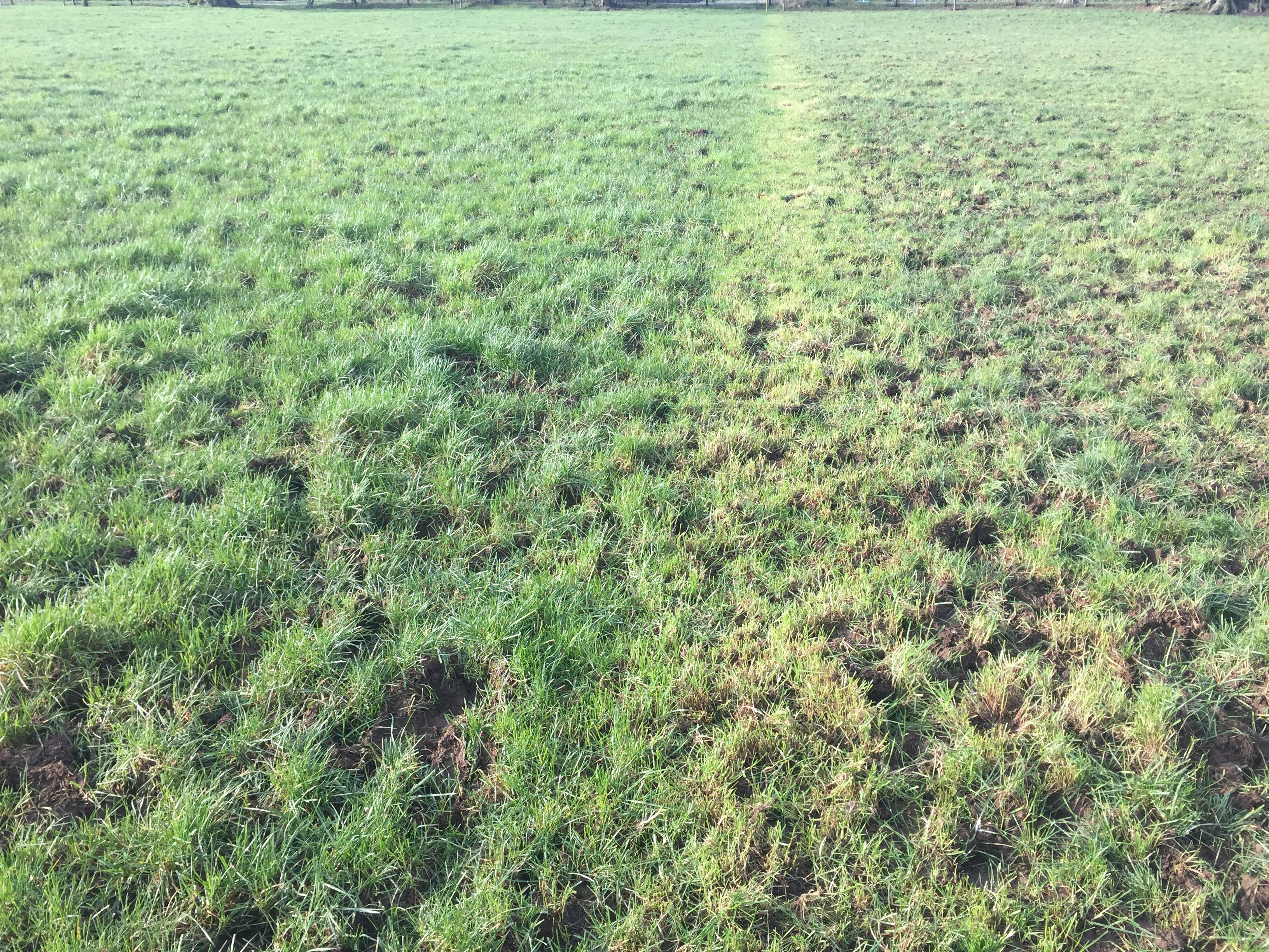 A grazed paddock showing signs of regrowth on the Magan’s farm