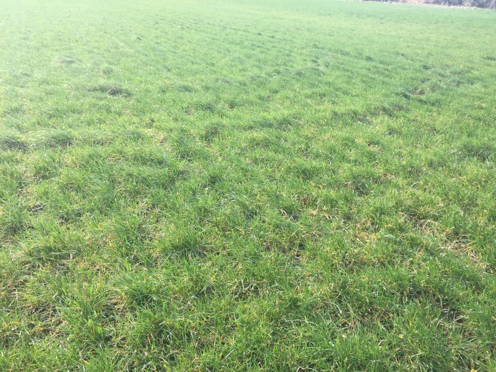 A recently reseeded paddock on Grennan’s organic farm