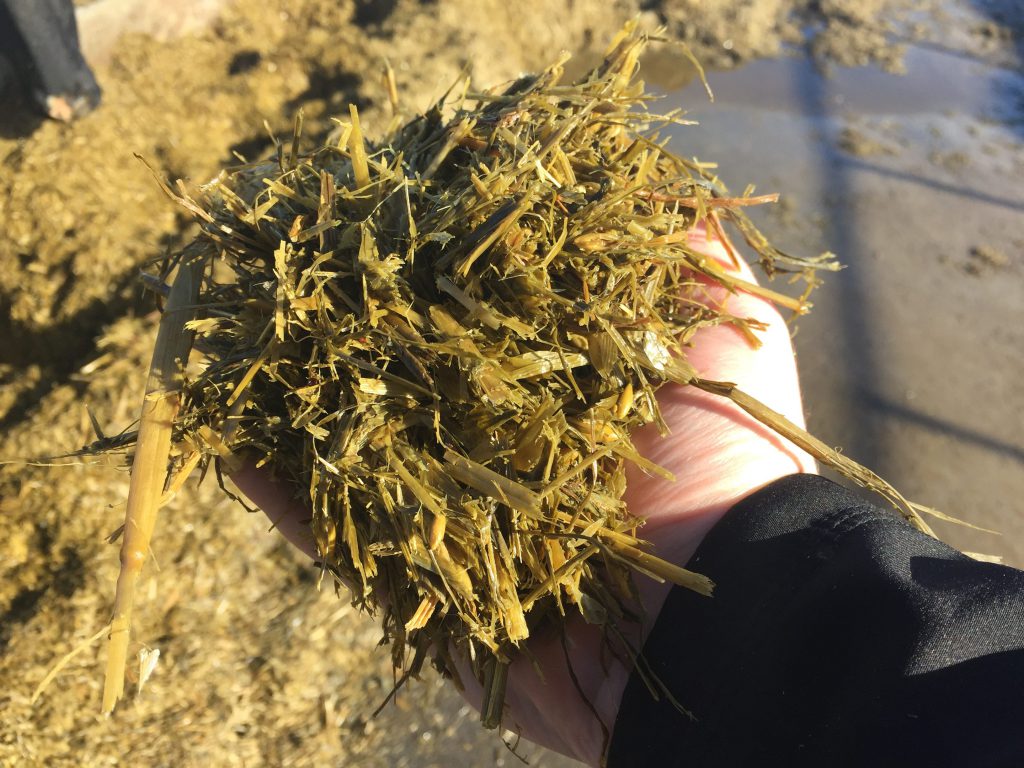An arable silage and grass silage mix is offered to the cows