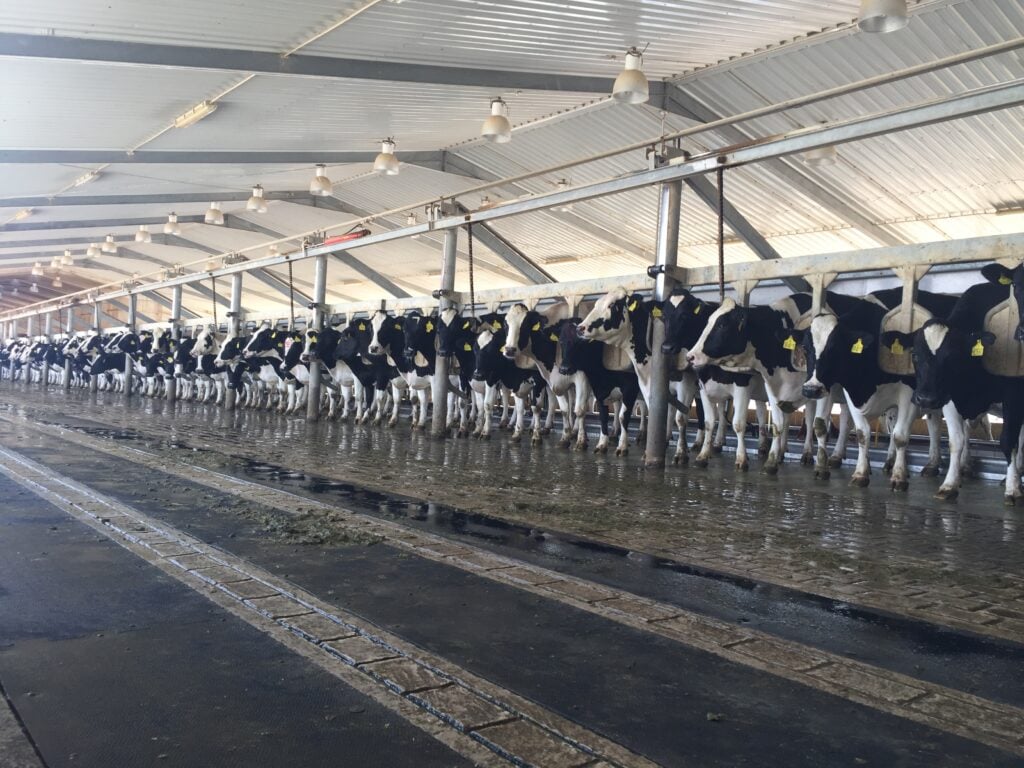 Cows poised for a rapid exit from the parlour