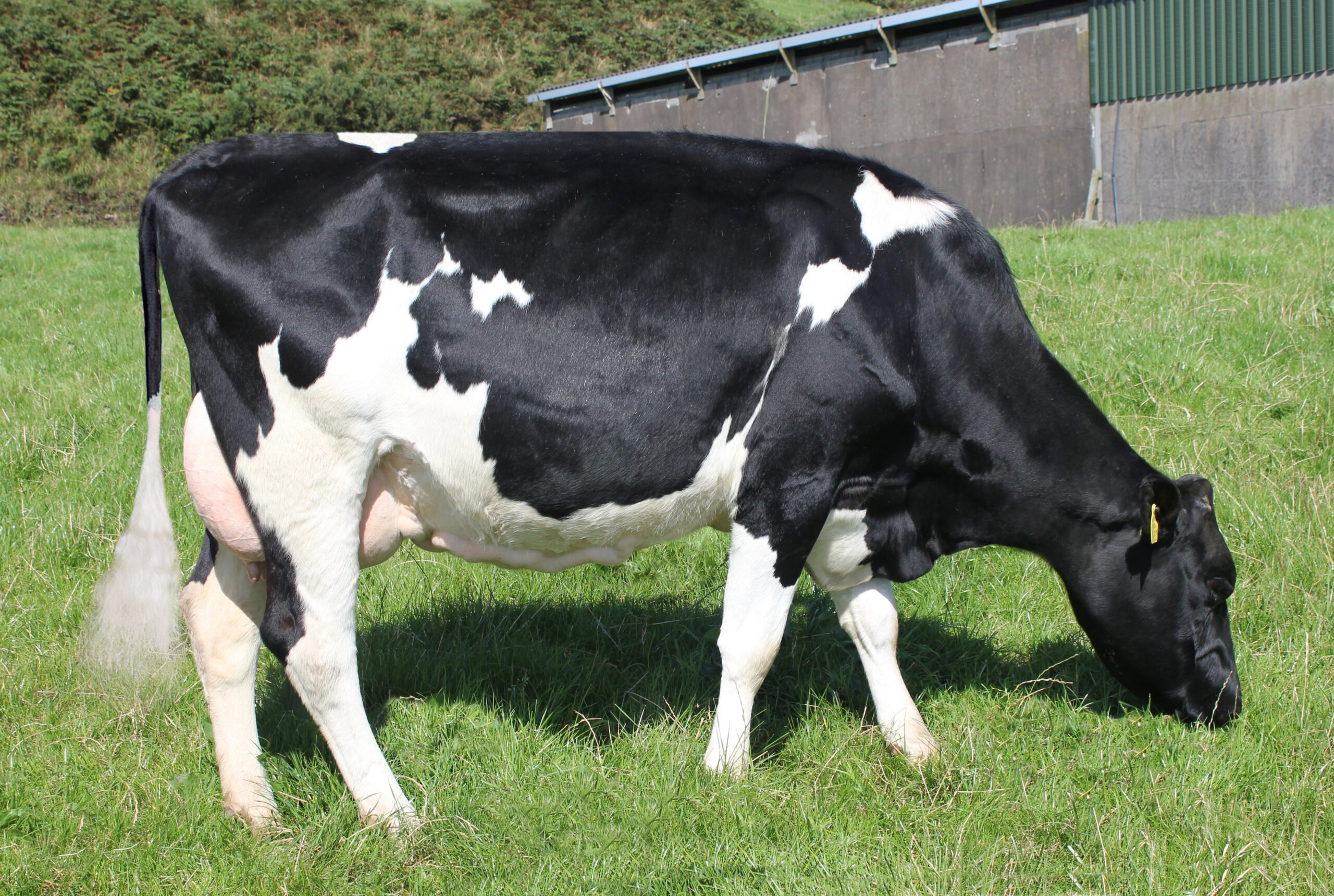 JKF Dam – Doonmanagh Deu Cherry