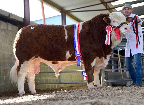 Source: Irish Simmental Cattle Society