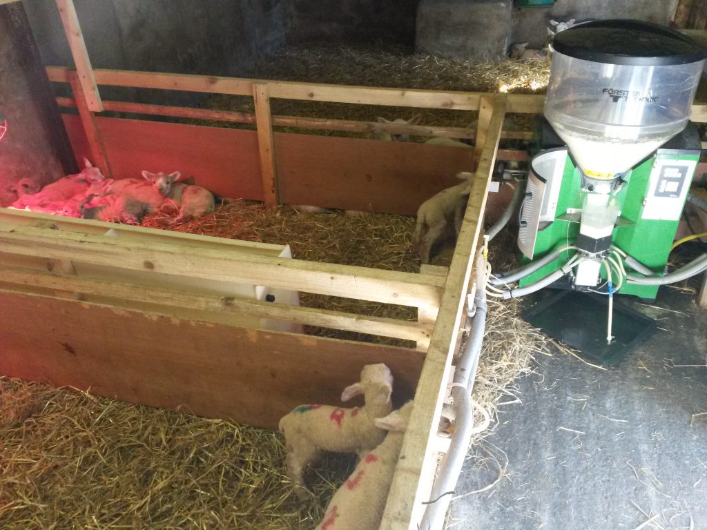 The computerised automatic lamb feeder on the Mathew’s farm