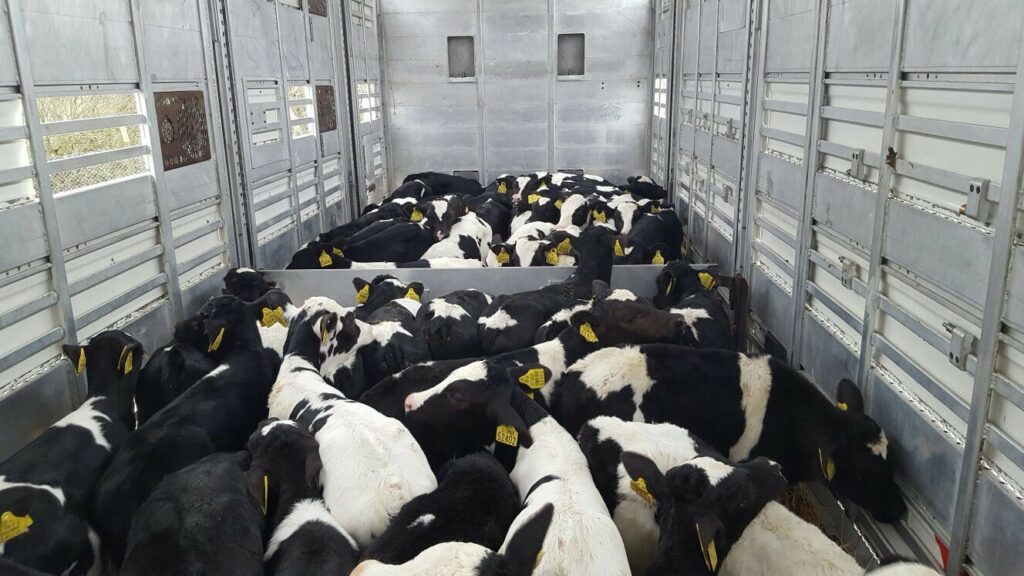 Holstein Friesian bull calves being loaded for export