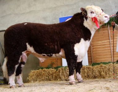 Image source: Irish Hereford Breed Society