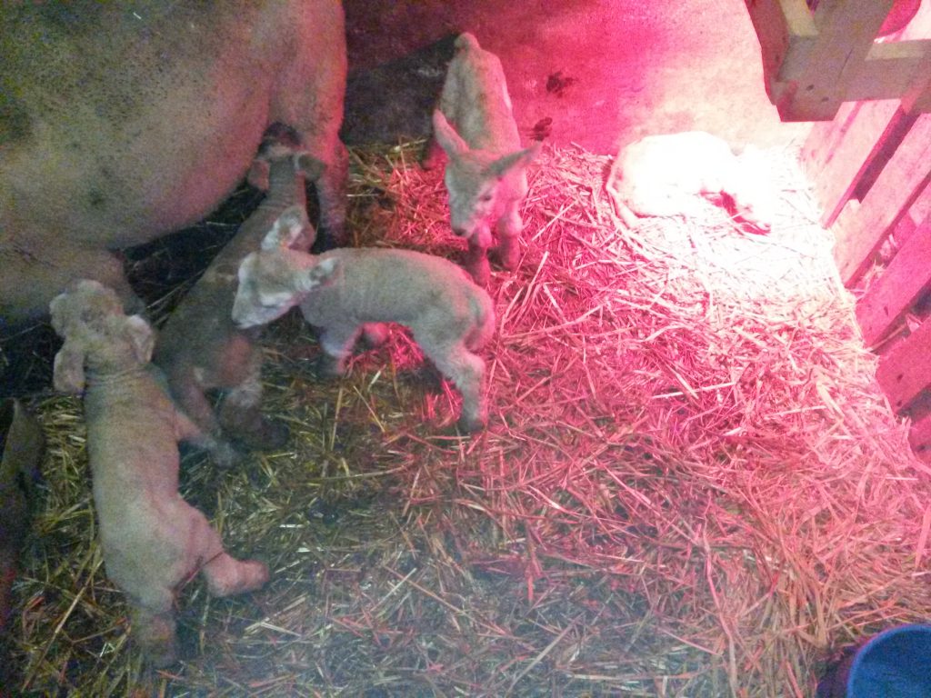 The most recent set of quintuplets born on the farm