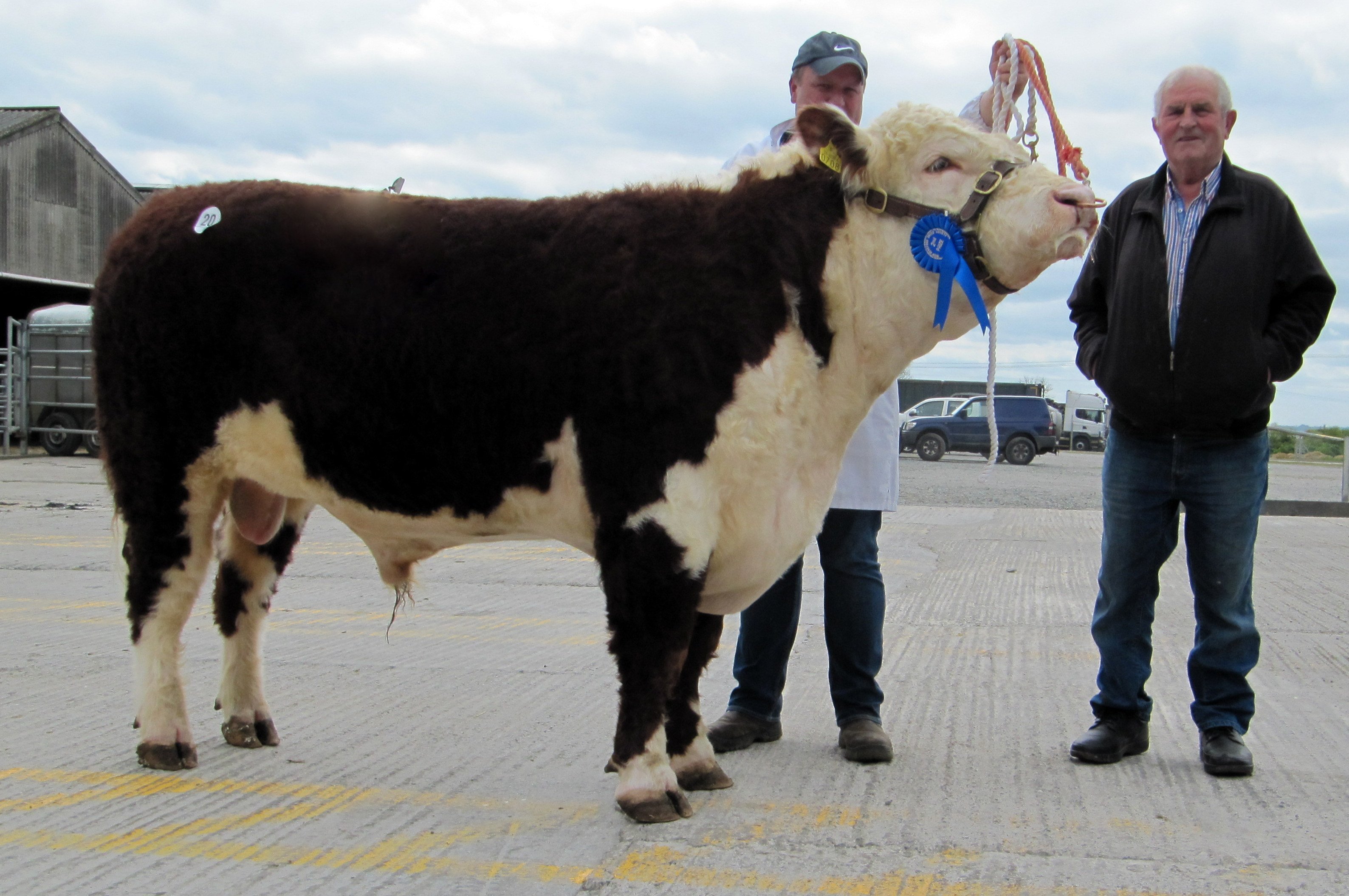 Top-priced bull at €3550: Knockmountagh Fionn with owner John McKiernan and purchaser Jodie Kett