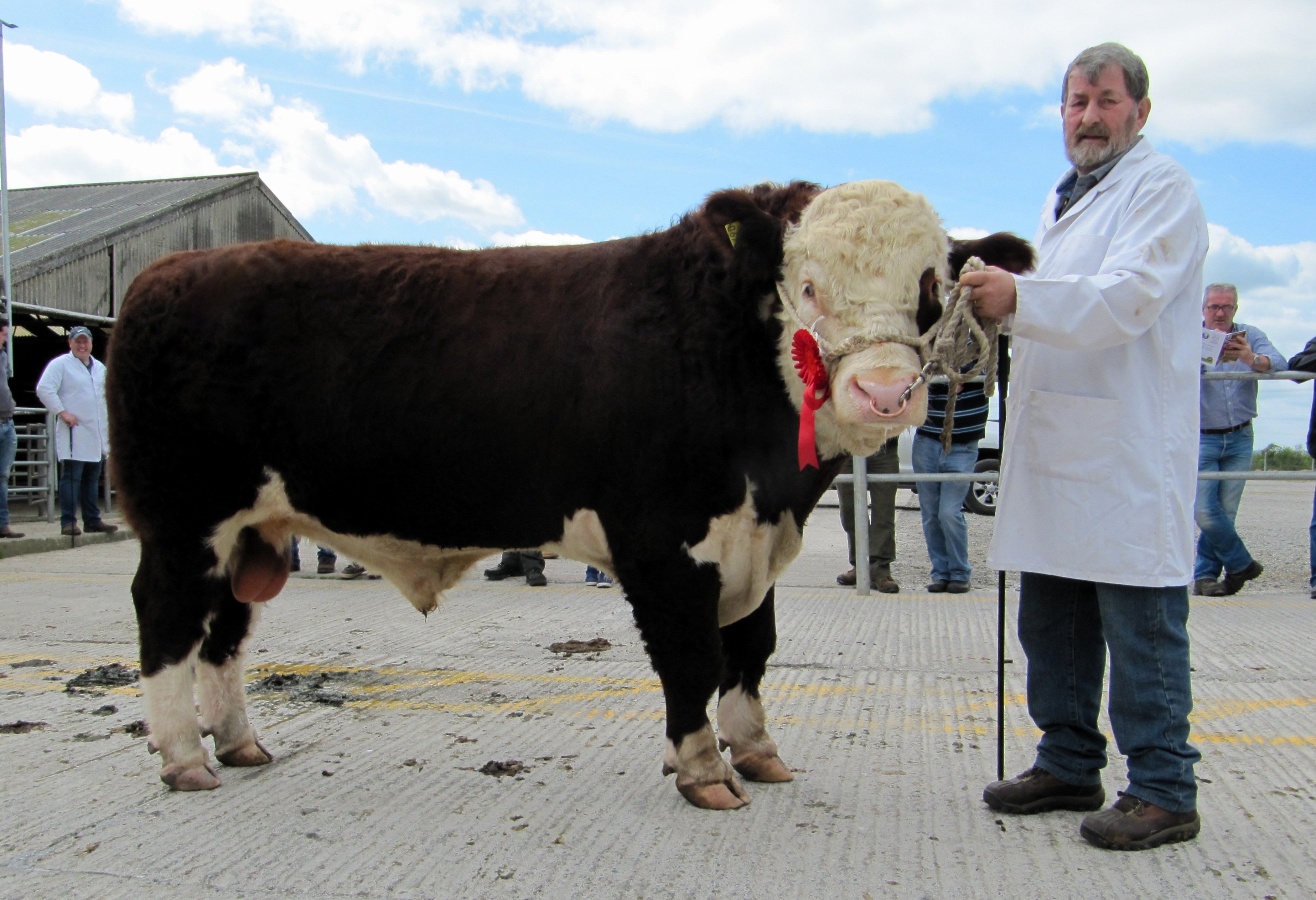 Mullaghdoo Arthur, which made €2,800, with owner Basil Arnold