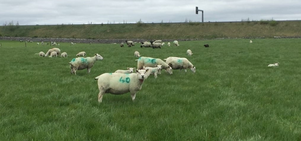 Some of the five-star Texel and Suffolk ewes on the farm in Athenry