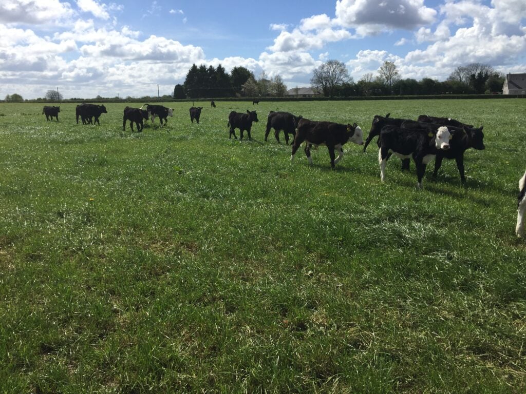 Some of the spring-born calves on Joe Farrell’s farm